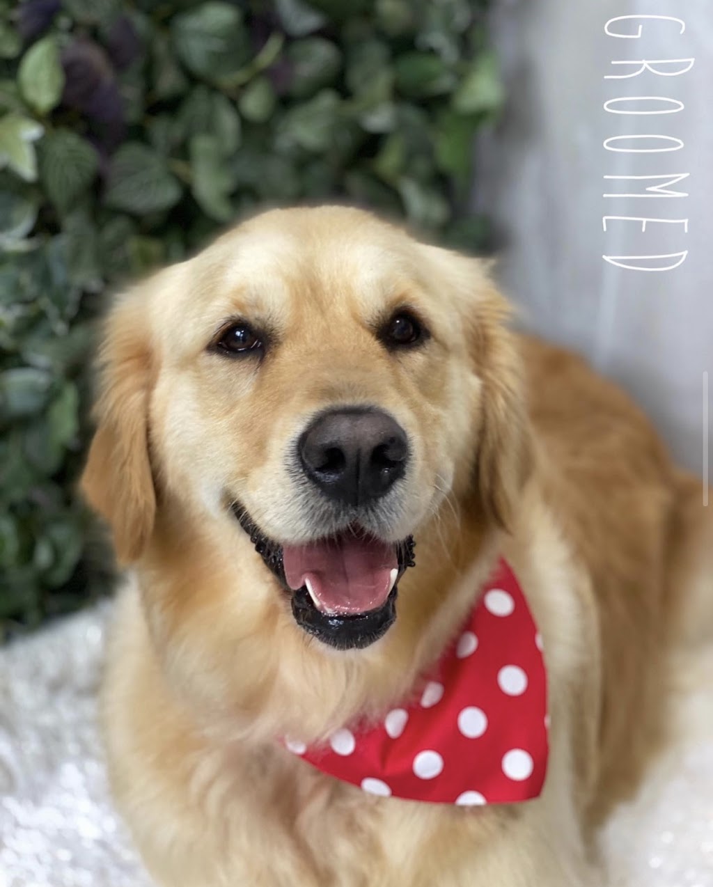 Groomed | 16 Amelia Grove, Pitt Town NSW 2756, Australia | Phone: 0493 106 511