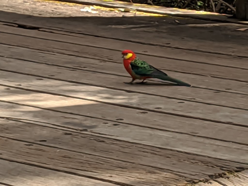 Gloucester Tree | tourist attraction | Burma Rd, Pemberton WA 6260, Australia | 0897761207 OR +61 8 9776 1207