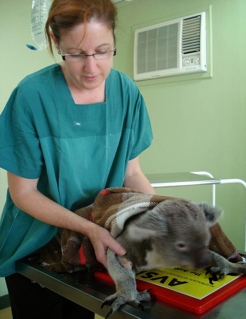 Lamington Terrace Veterinary Surgery | veterinary care | 18 Lamington Terrace, Nambour QLD 4560, Australia | 0754413333 OR +61 7 5441 3333