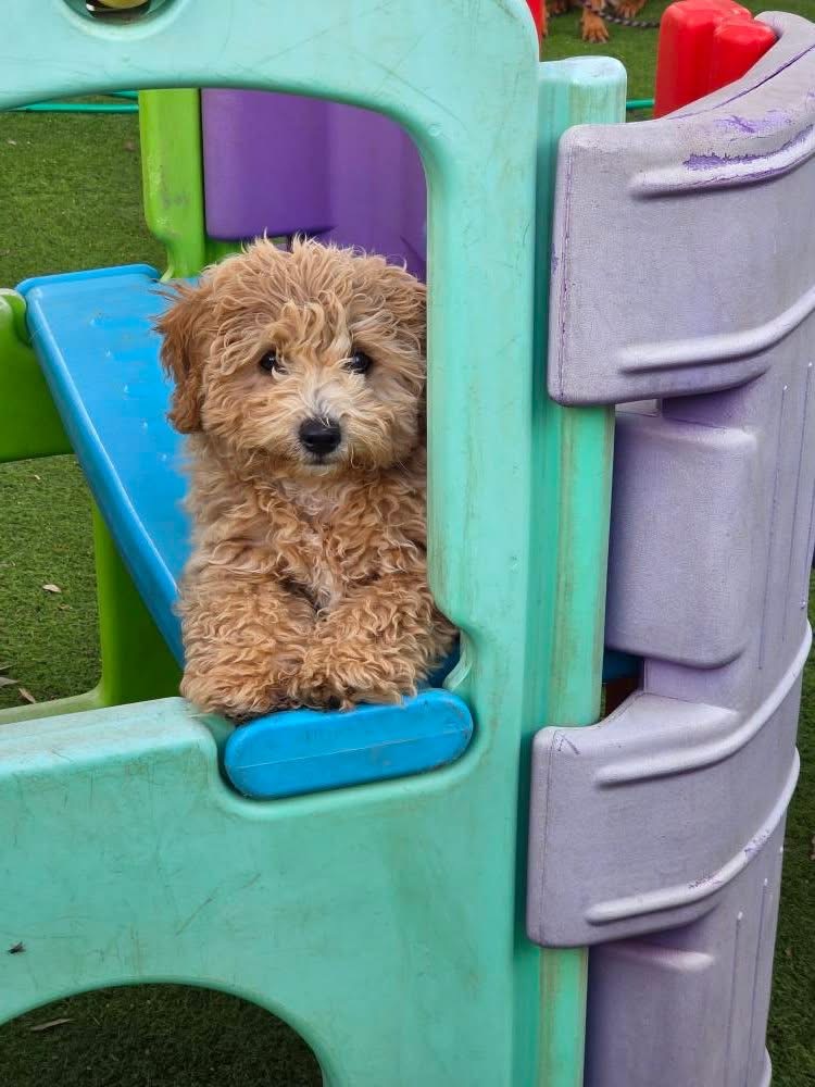 Pawfect Paws | Showgrounds, Glenvale Rd, Glenvale QLD 4350, Australia | Phone: 0431 851 501