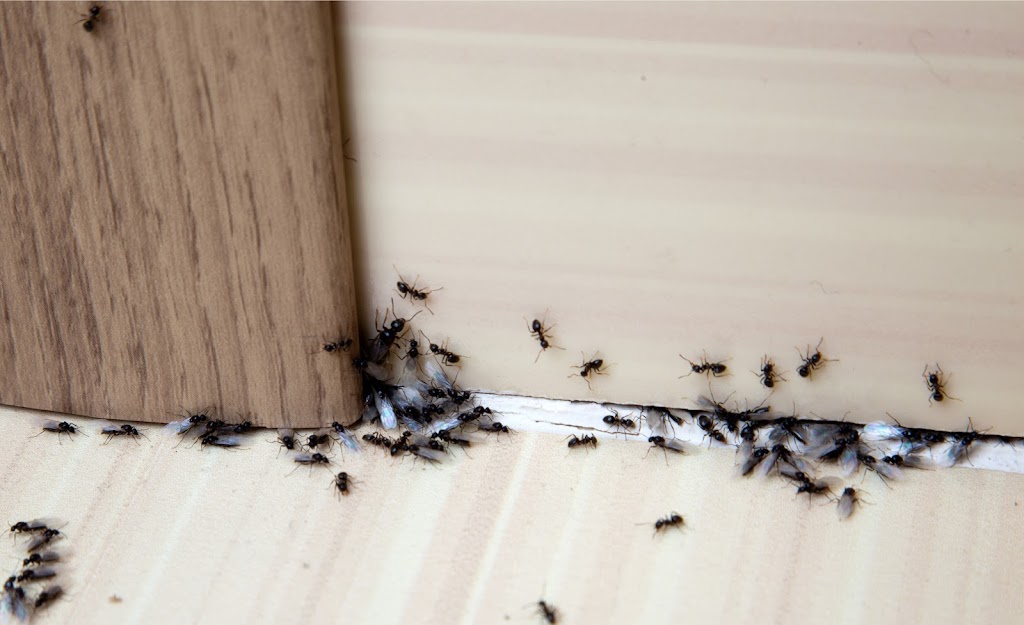 Give Ants The Boot Pest Control | home goods store | 1/43 Netherton St, Nambour QLD 4560, Australia | 0477610371 OR +61 477 610 371