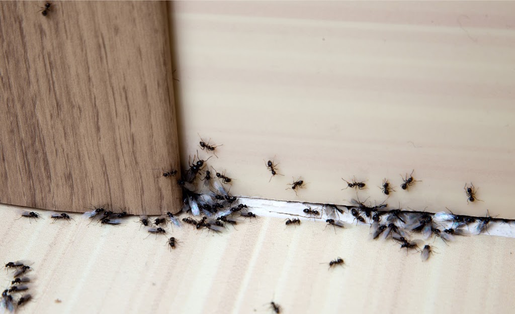 Give Ants The Boot Pest Control | 1/43 Netherton St, Nambour QLD 4560, Australia | Phone: 0477 610 371