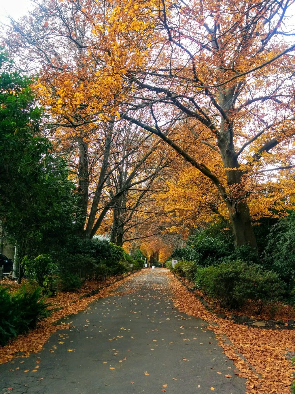 Alfred Nicholas Memorial Garden | park | 1A Sherbrooke Rd, Sherbrooke VIC 3789, Australia | 131963 OR +61 131963