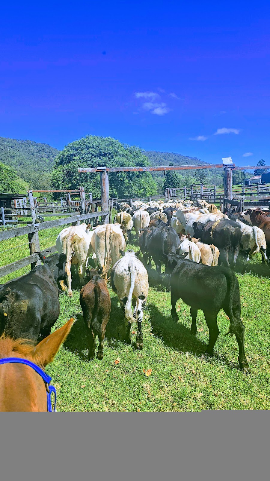 Ladybrook Farm | 2763 Kerry Rd, Darlington QLD 4285, Australia | Phone: 0409 267 039