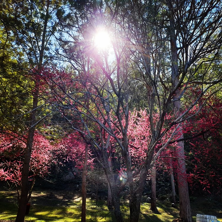 Garden of Eden Australia | Boree Valley Rd, Laguna NSW 2325, Australia | Phone: 0428 220 054