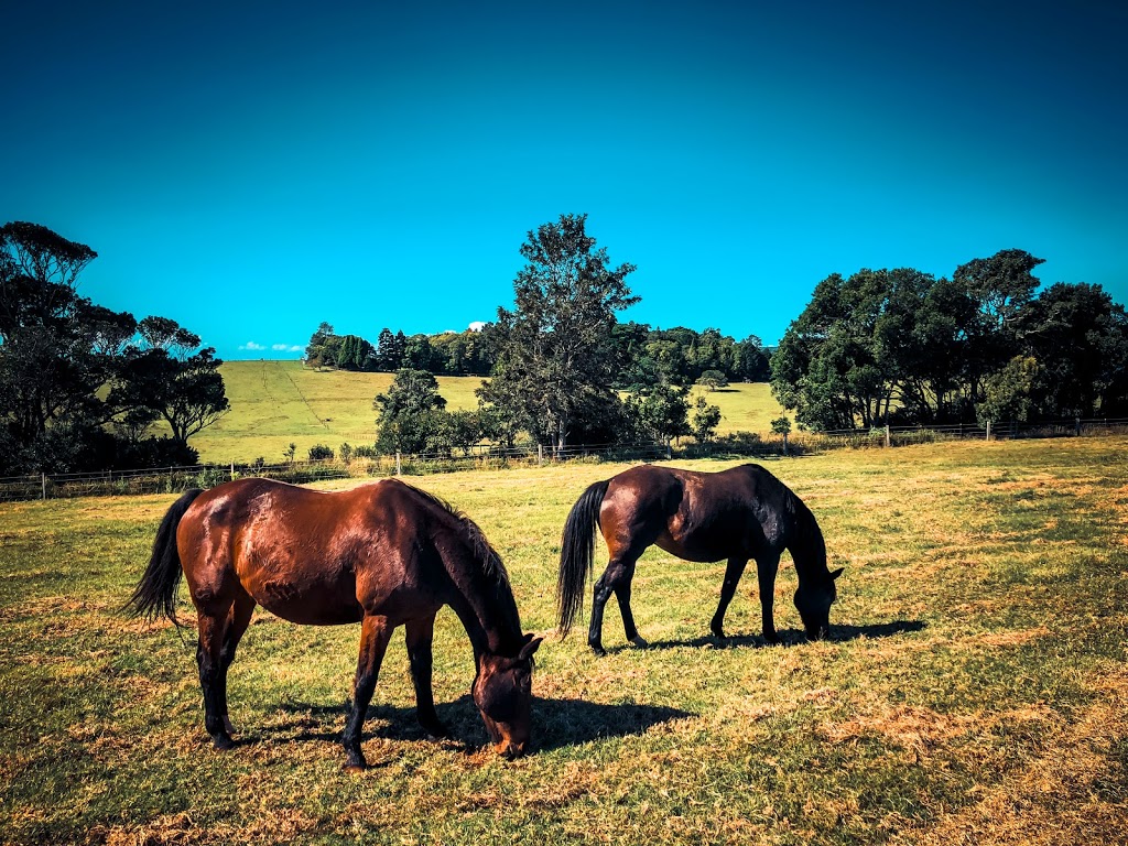 Scenic Rim Equine Group | 1320 Beechmont Rd, Beechmont QLD 4211, Australia | Phone: 0418 677 467