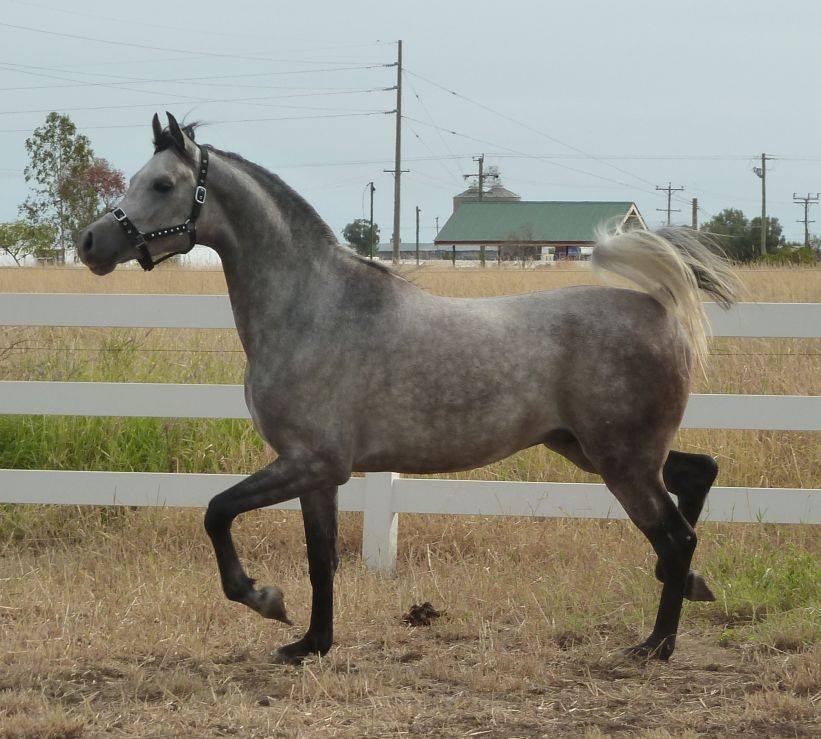 Shardell Arabian Stud - Hirstglen QLD 4359, Australia