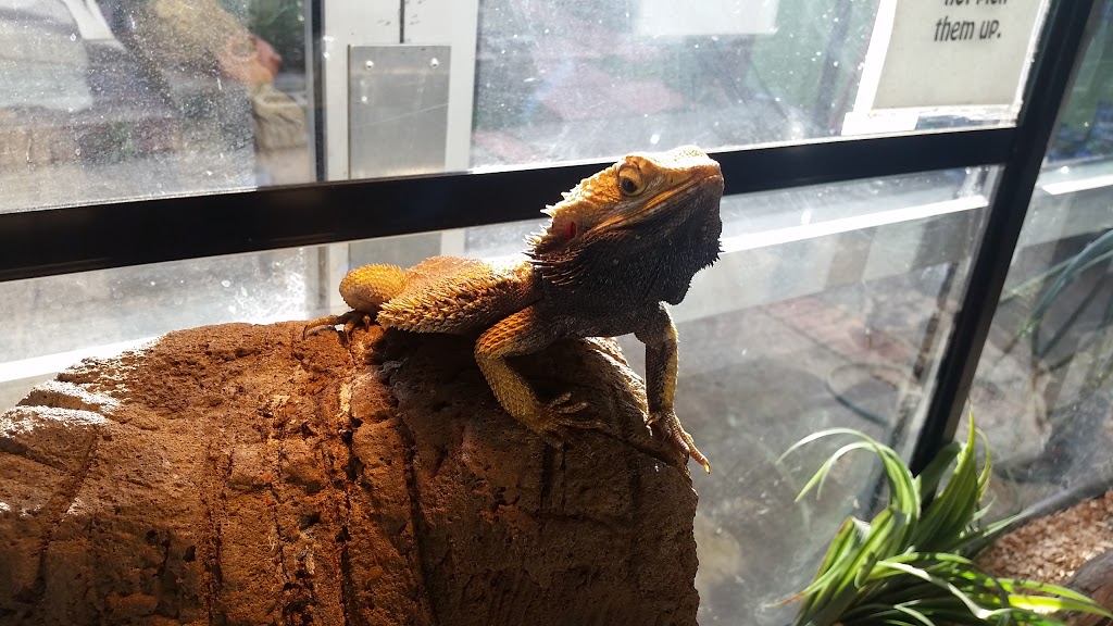 Reptiles Inc. | pet store | 66 Primmer Ct, Kambah ACT 2902, Australia | 0262312894 OR +61 2 6231 2894