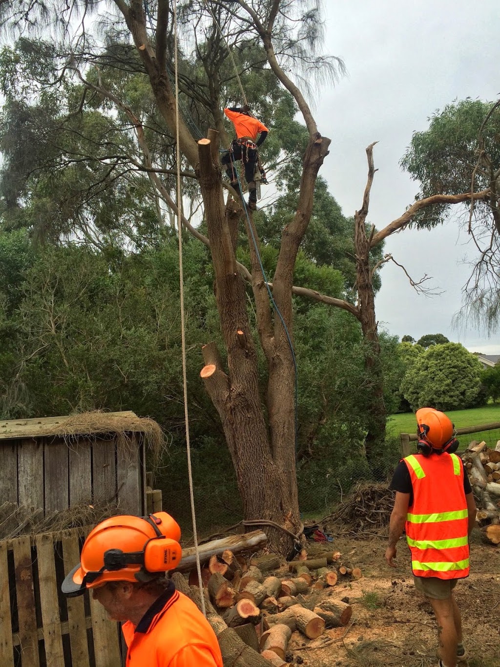 Cut It Right Tree Service | 147 Cadles Rd, Carrum Downs VIC 3201, Australia | Phone: 0415 776 062