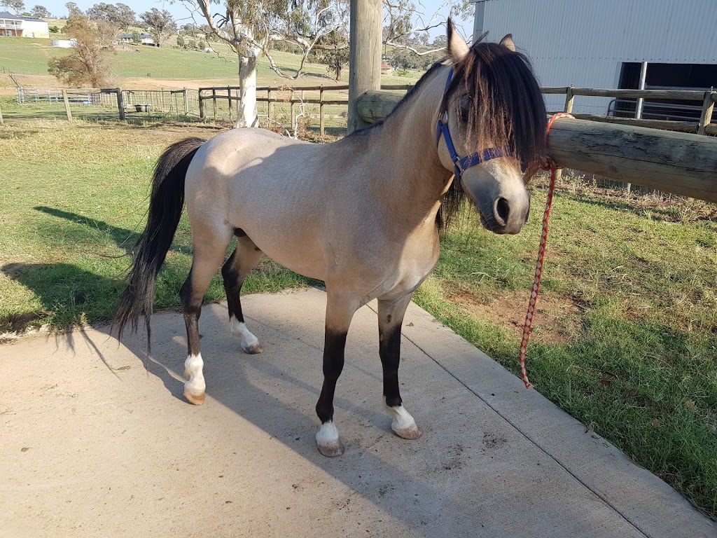 Buy and sell Training and breaking horse service | 49 Cherry Vale Pl, Young NSW 2594, Australia | Phone: 0458 275 879