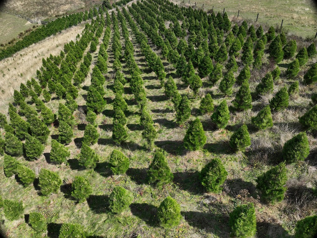 Foster Christmas Tree farm | 125 McKnights Rd, Foster North VIC 3960, Australia | Phone: 0425 857 162