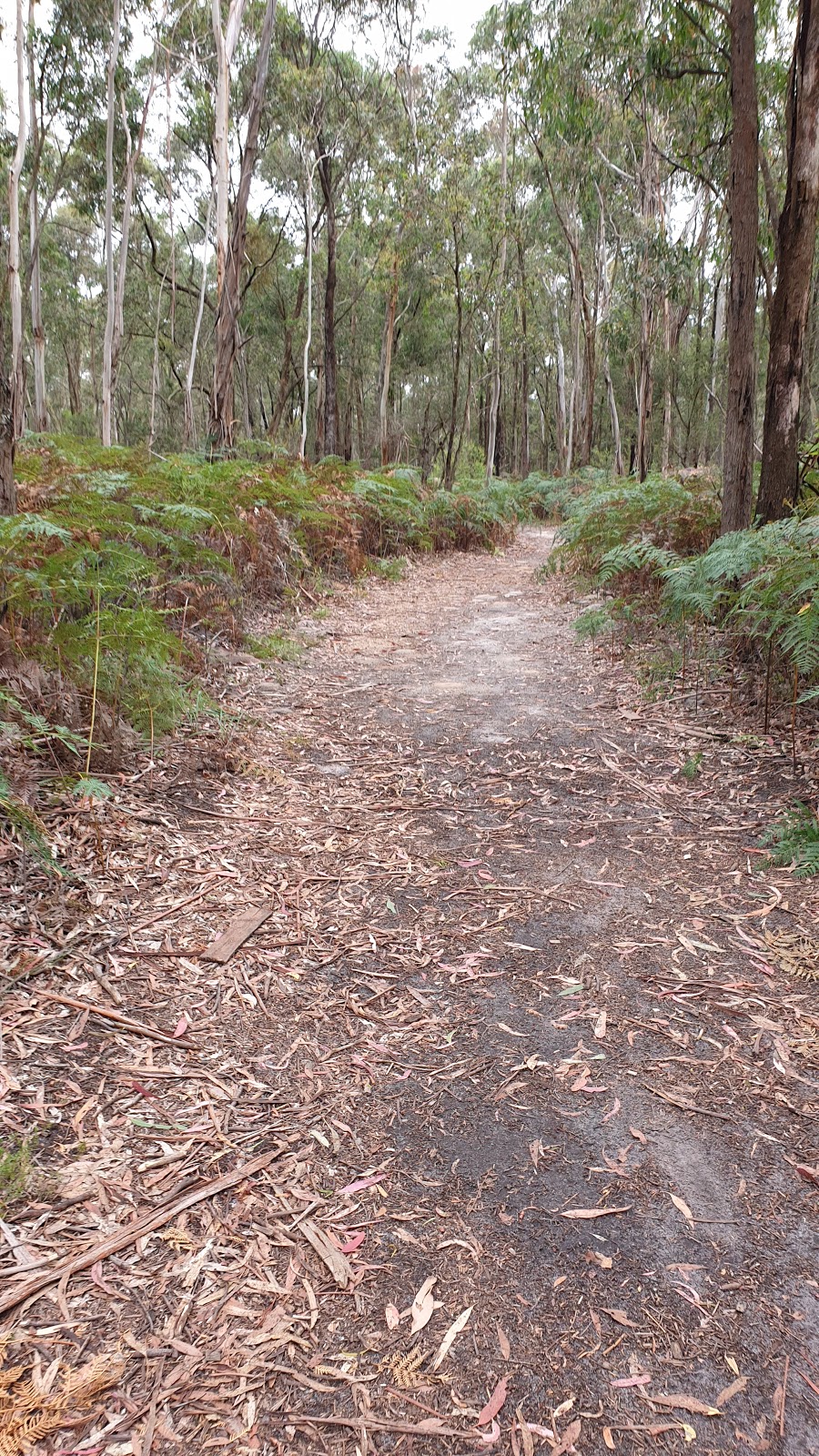 Trees Adventure - Yeodene Park | tourist attraction | 70 Possum Ridge Rd, Yeodene VIC 3249, Australia | 0352334696 OR +61 3 5233 4696