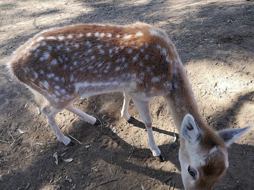 Lyell Deer Sanctuary | zoo | 6 Lyell Ct, Mount Samson QLD 4520, Australia | 0411485156 OR +61 411 485 156