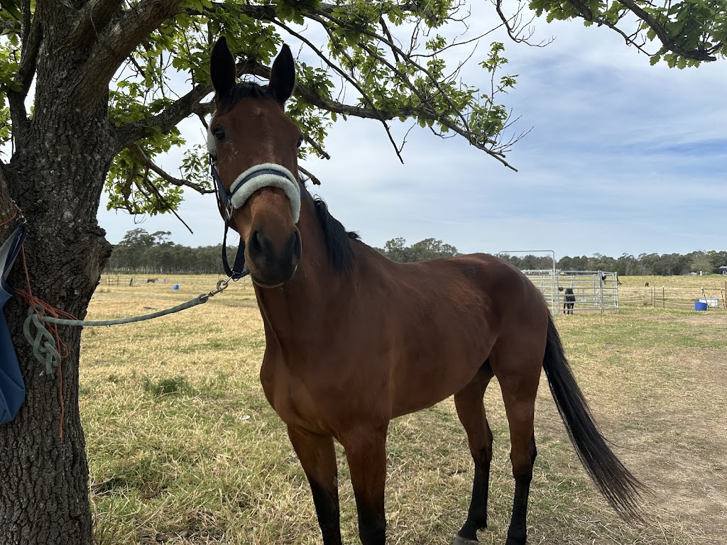 Braemoor Equestrian | 95 Great Southern Rd, Bargo NSW 2574, Australia | Phone: 0488 550 223