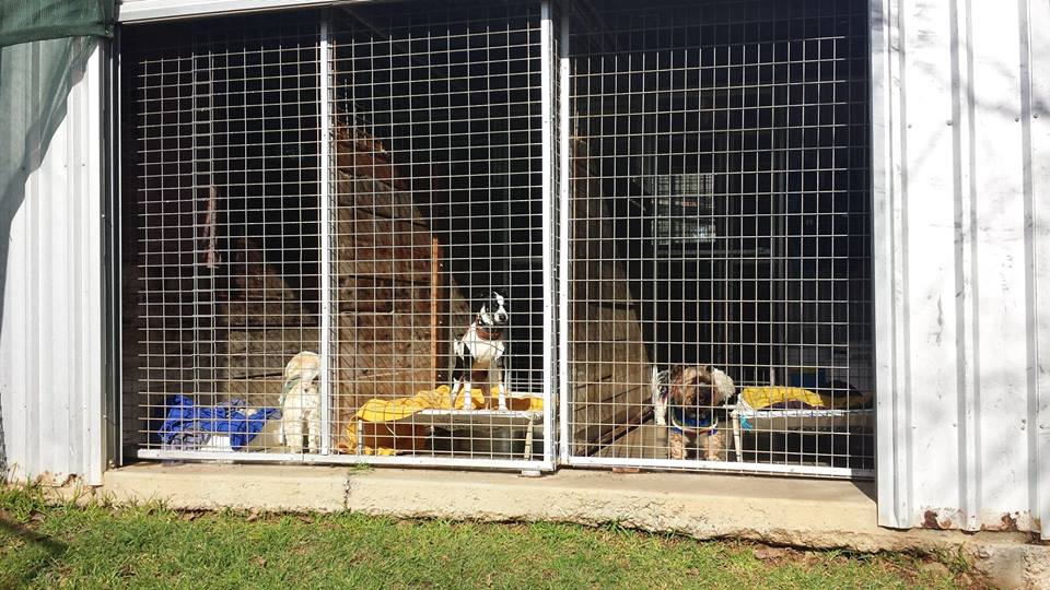 Country Myals Kennel and Cattery | 1190 Mitchell Hwy, Orange NSW 2800, Australia | Phone: (02) 6365 0645