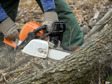 Easy Cut Tree Service & Stump Removal Tree Pruning & Trimming | Servicing Blacktown, Penrith, Hills District, Seven Hills, Baulkham Hills Doonside, Bella Vista, The Ponds, Schofields, Quakers Hill, Prospect Colyton, Glenmore Park, St Marys, Kingswood, Emu Plains, 21 Kellogg Rd, Rooty Hill NSW 2766, Australia | Phone: 0488 886 060