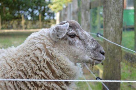 Jonos Sheep Shearing Services |  | Junction Rd, Littlehampton SA 5250, Australia | 0424723589 OR +61 424 723 589