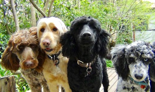 Gramayre Groodles and Poodles | 180 Fords Outlet Rd, Deans Marsh VIC 3235, Australia | Phone: 0448 528 000