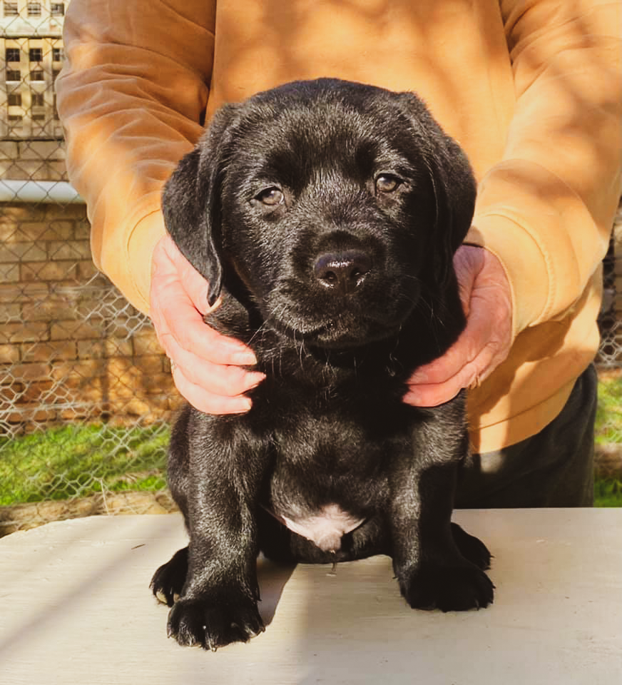 Tapua Labrador Retrievers |  | Rankin St, Woodstock NSW 2793, Australia | 0429399341 OR +61 429 399 341