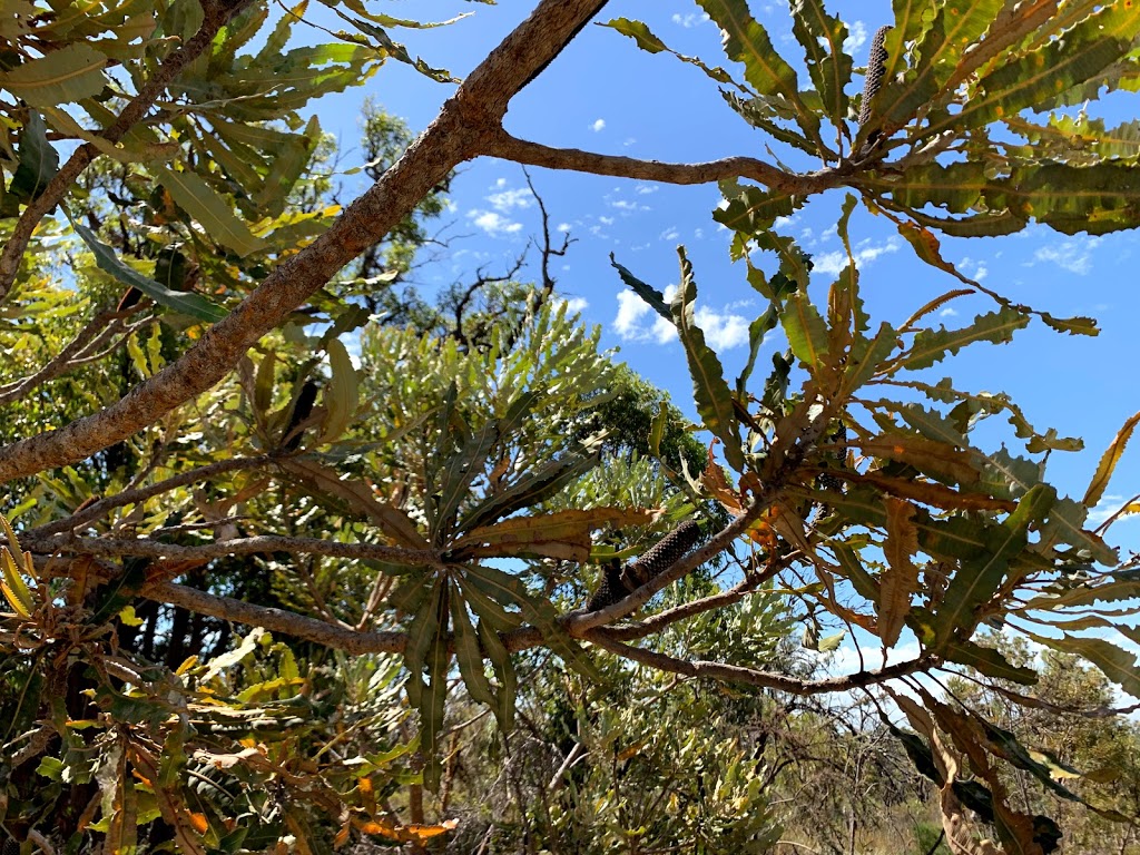 Bush Forever Conservation Area | Mirrabooka WA 6061, Australia