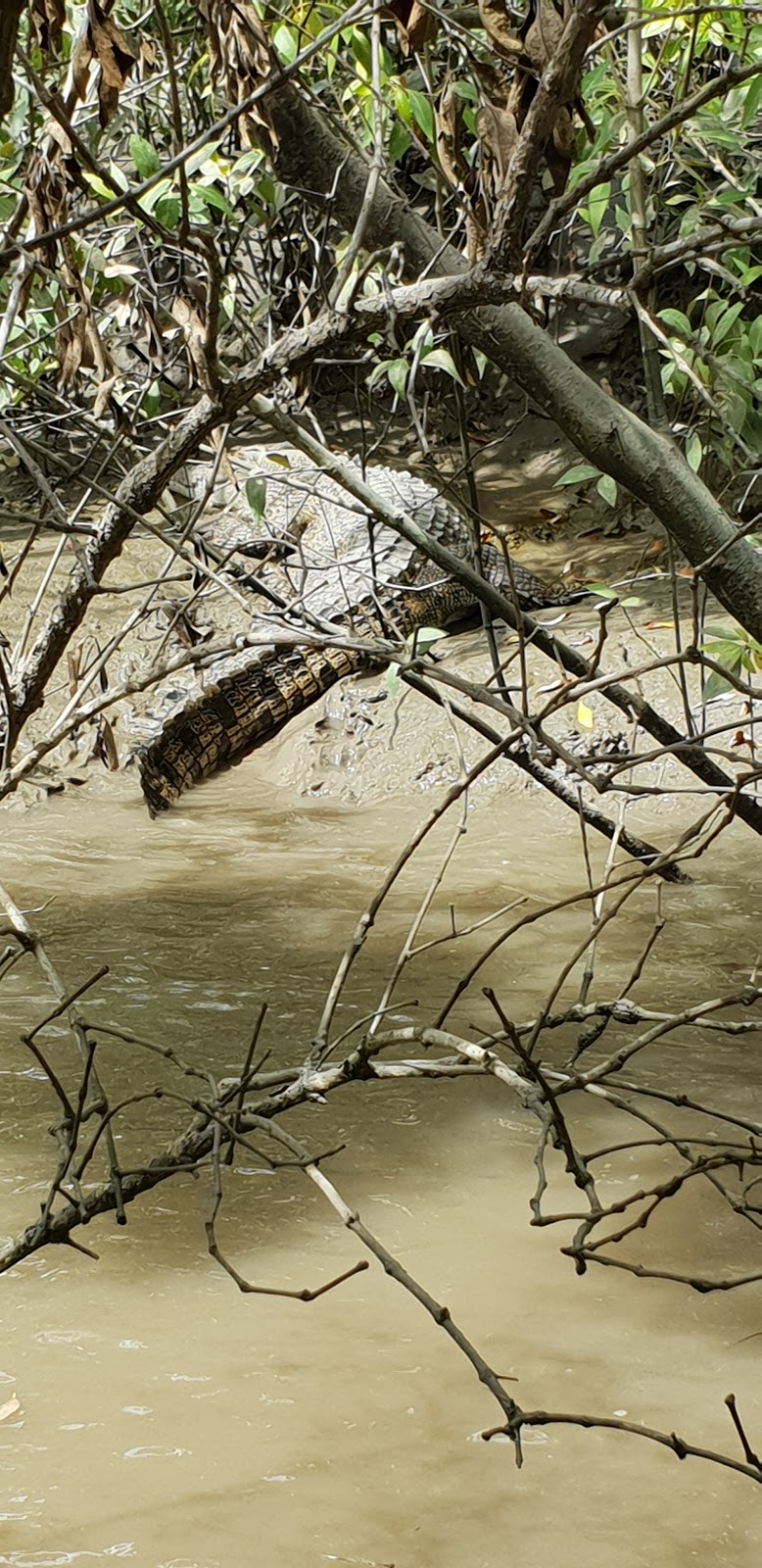 Whitsunday Crocodile Safari | travel agency | Glen Isla Rd, Glen Isla QLD 4800, Australia | 0749483310 OR +61 7 4948 3310