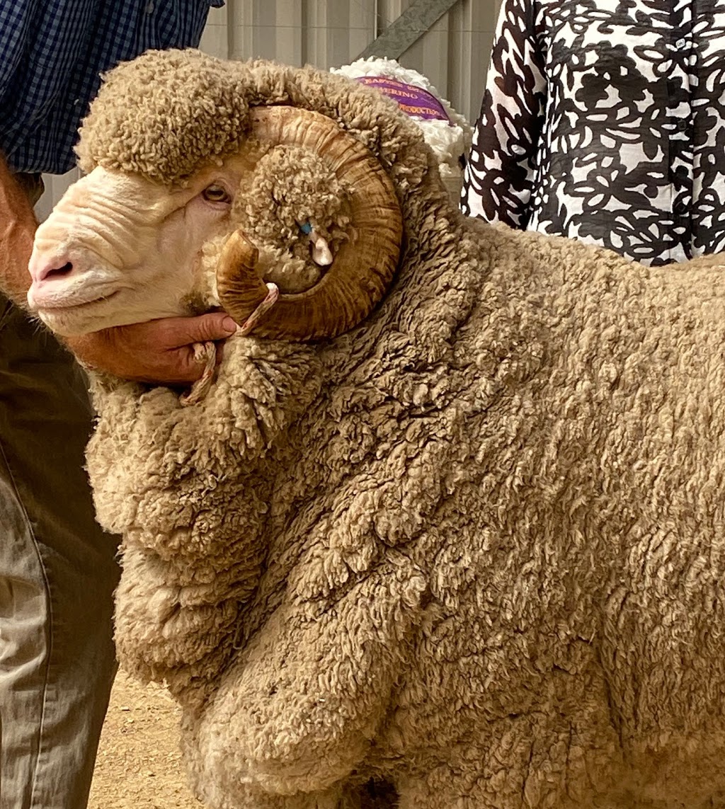 Shalimar Park Merino Stud |  | 619 Bergen Rd, Walcha NSW 2354, Australia | 0267787339 OR +61 2 6778 7339