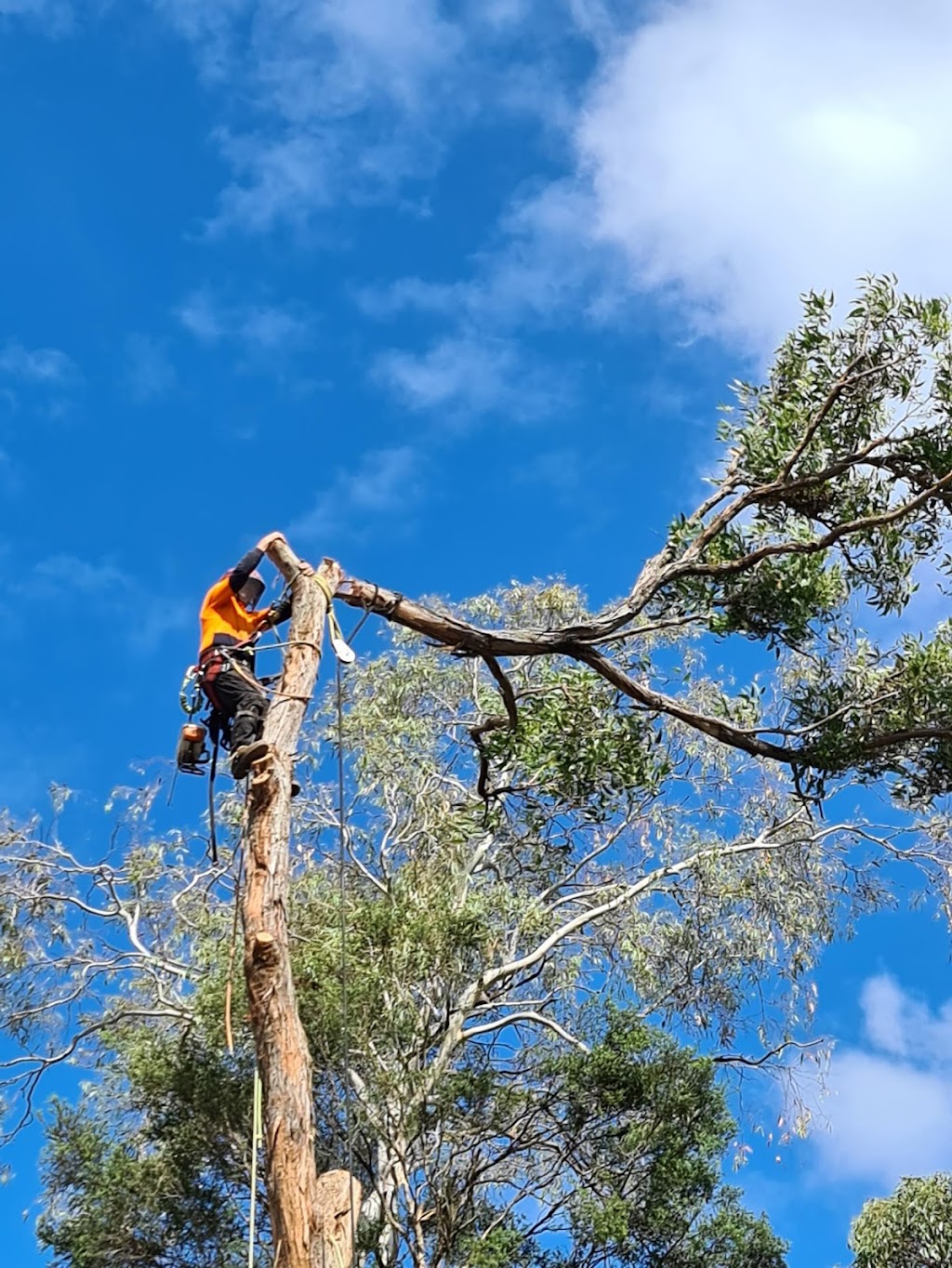 Excel Tree Service & Stump Removal | 4 Pindari Dr, Bayswater VIC 3153, Australia | Phone: 0412 148 509