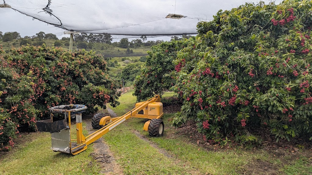 Lychee Farm | 169 S Boambee Rd, Boambee NSW 2450, Australia | Phone: (02) 6653 1931