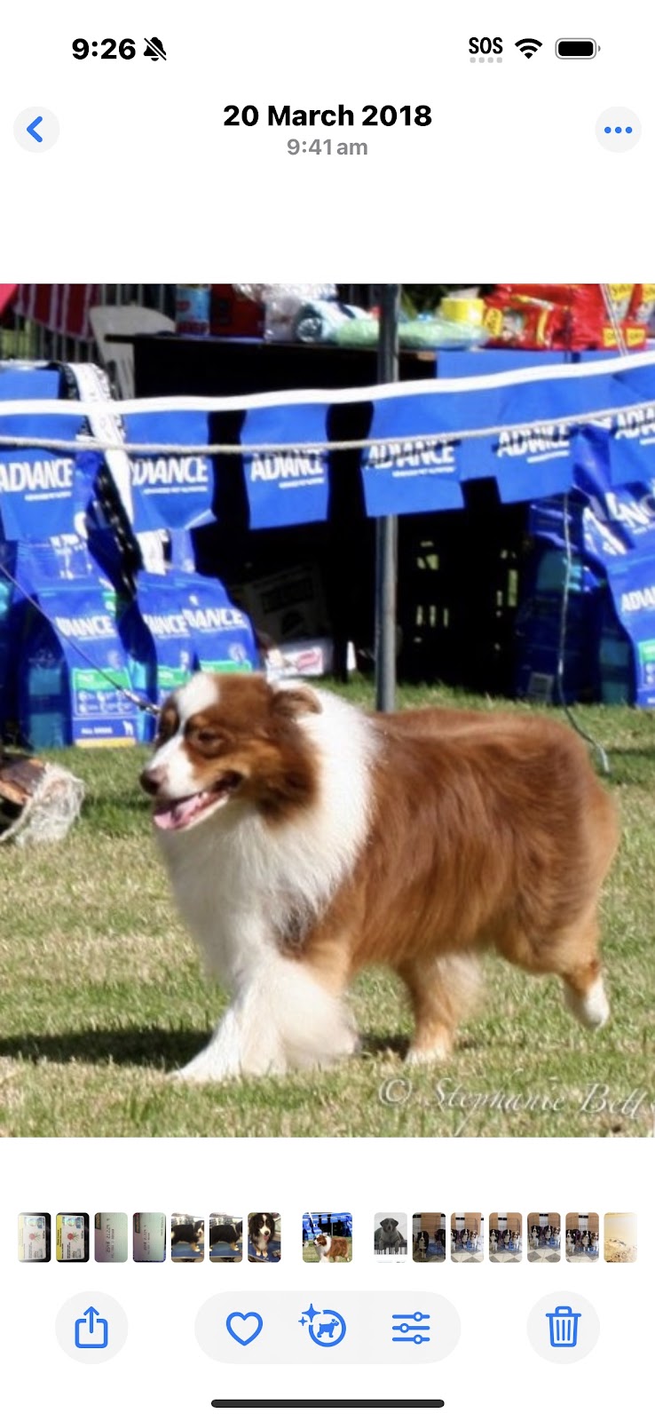 Artic Ivory Australian Shepherds | Micalago Rd, Michelago NSW 2620, Australia | Phone: 0412 915 984