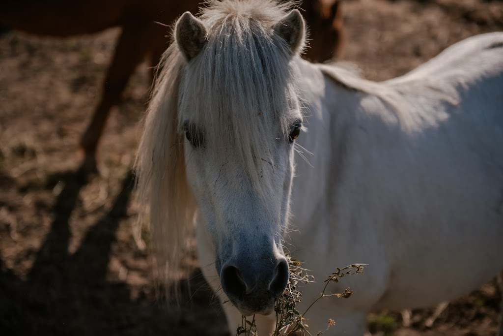 Cardinia Equine Assisted Counselling | 1070 Caldermeade Rd, Catani VIC 3981, Australia | Phone: 0421 343 745
