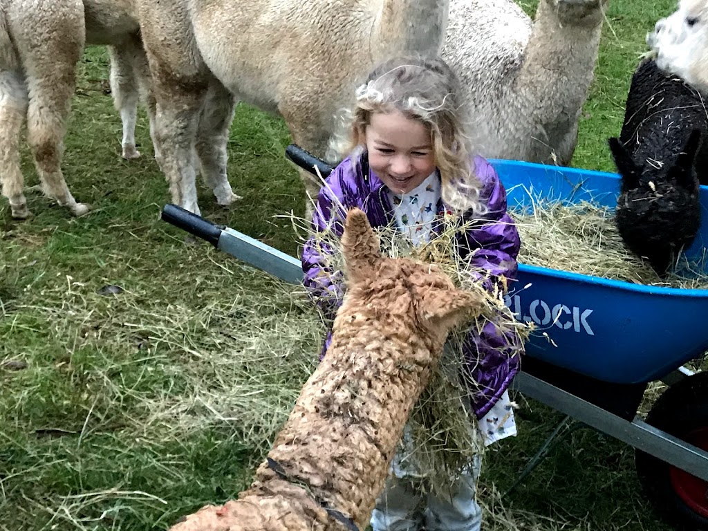 Wombats Range Alpaca Stud | 112 Poimena Rd, West Mooreville TAS 7321, Australia | Phone: 0423 247 188