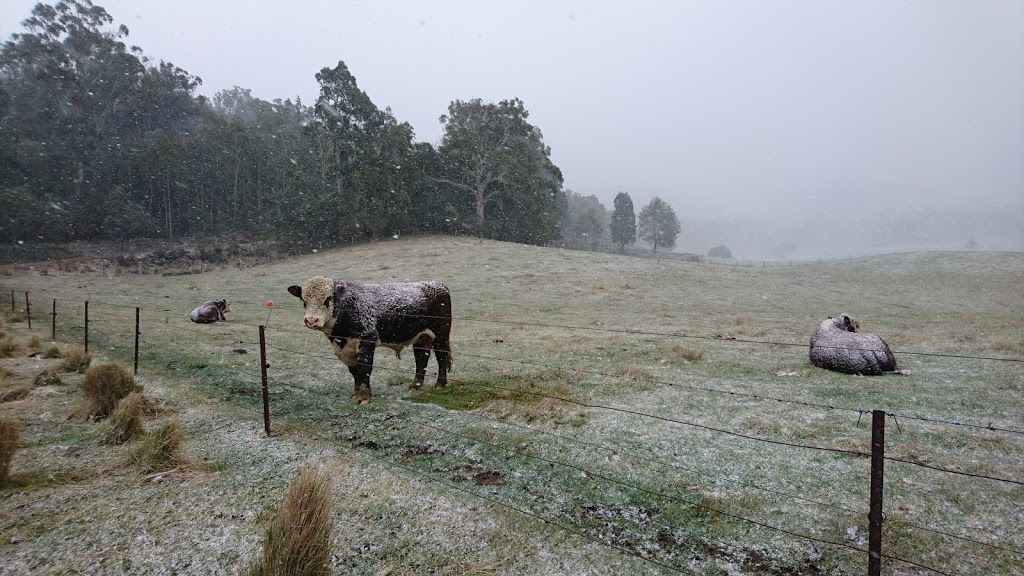 Josslyn Poll Herefords | 150 Browns Camp Rd, Delegate NSW 2633, Australia | Phone: 0433 881 574