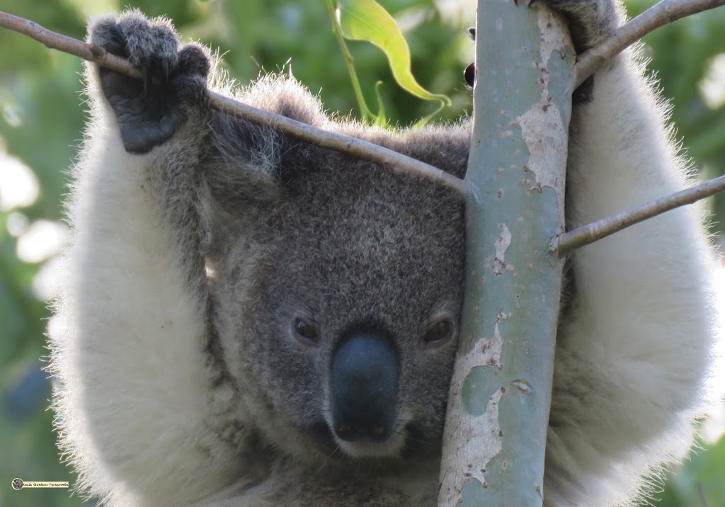 Koala Gardens | 1709 Wyrallah Rd, Tuckurimba NSW 2480, Australia | Phone: 0402 009 884