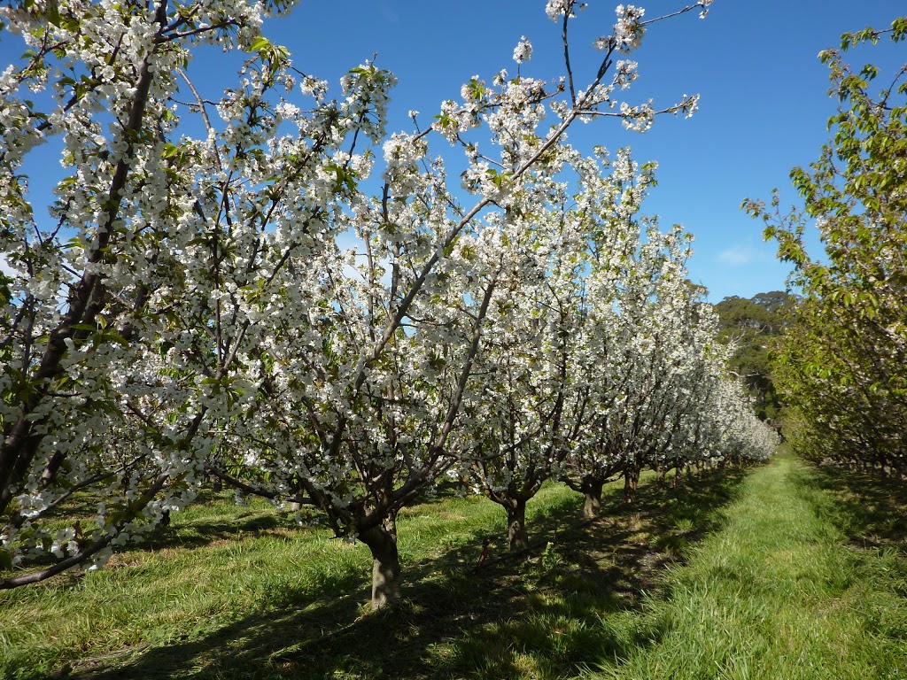 Harben Vale Pick Your Own Cherries |  | 34 Altmanns Rd, Balhannah SA 5242, Australia | 0439001962 OR +61 439 001 962