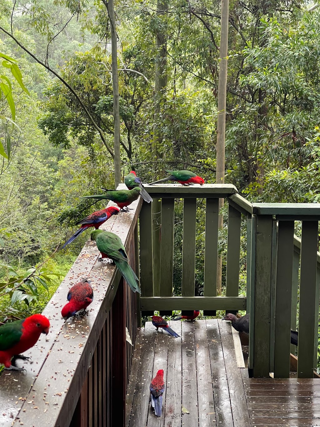 Tall Gums Cabin Barrington Tops | Cabin 10/2940 Salisbury Rd, Salisbury NSW 2420, Australia | Phone: 0422 071 546