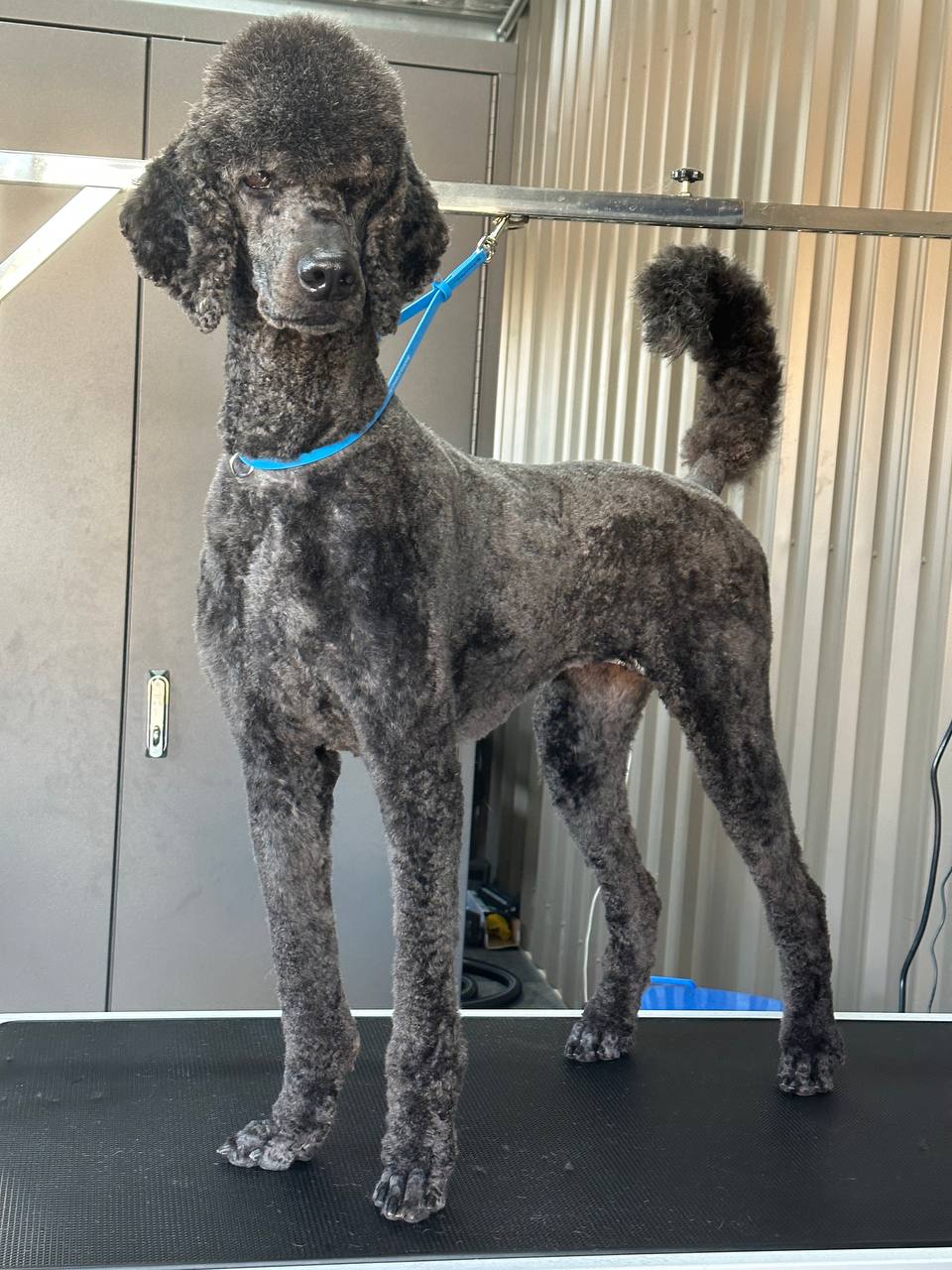 Emberlane Dog Grooming | 8 Elizabeth Dr, Griffith NSW 2680, Australia | Phone: 0491 701 326