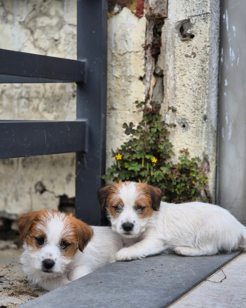 Trained Jack Rusell Terrier Pups | Kodi Cl, Old Bar NSW 2430, Australia | Phone: 0489 995 807