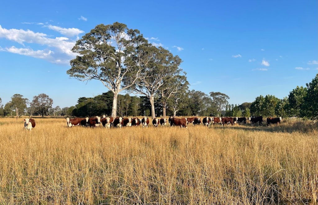 Wanrua Poll Herefords | 169 Websters Rd, Newry VIC 3859, Australia | Phone: 0408 451 392