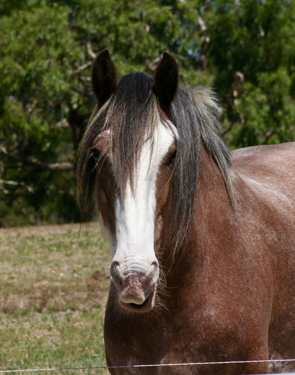 Hidden Rivers Horse Agistment & Laser Therapy | 621 Flaxley Rd, Bugle Ranges SA 5251, Australia | Phone: 0413 580 120