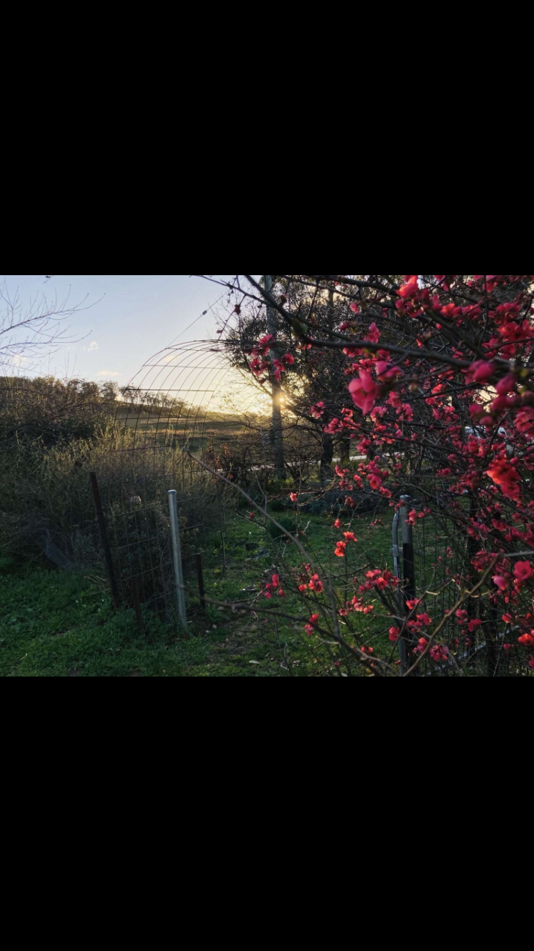 Lavender Cottage Sofala | 141 Upper Turon Rd, Sofala NSW 2795, Australia | Phone: 0418 168 783