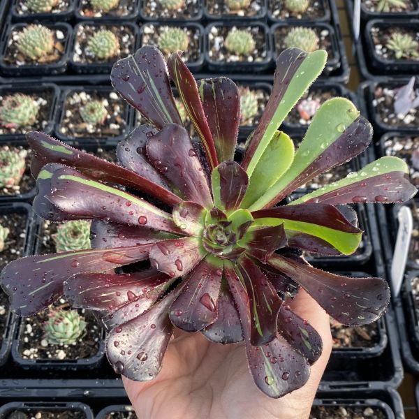 East Gippsland Succulents | Colquhoun Rd, Lakes Entrance VIC 3909, Australia | Phone: 0418 715 748