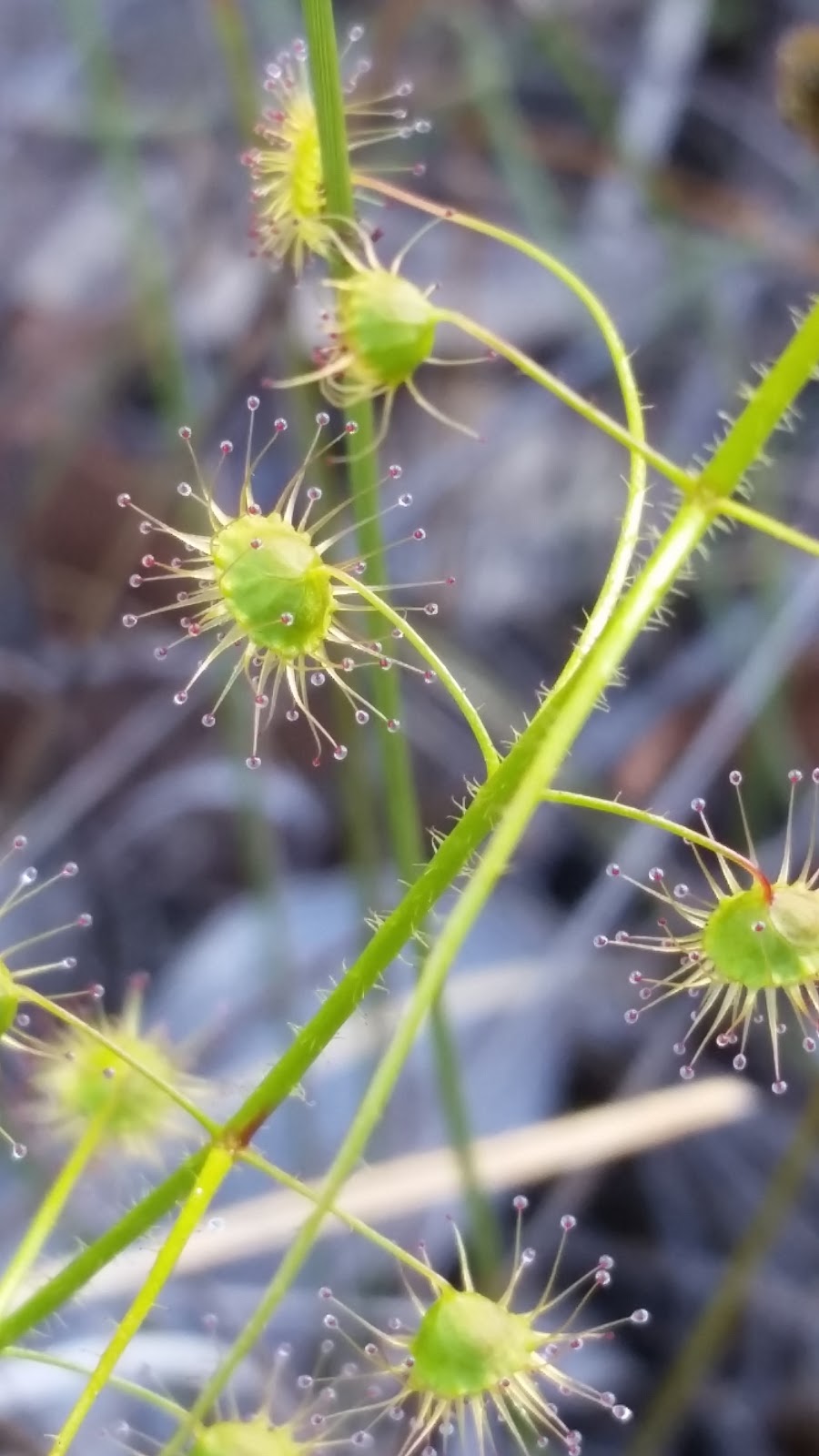 Talbot Road Nature Reserve | Stratton WA 6056, Australia