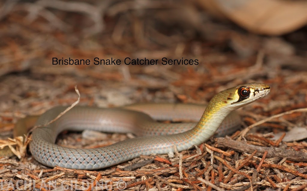 FF Snake Catchers Brisbane | 19 Greenmount Ave, Holland Park QLD 4121, Australia | Phone: 0405 573 384