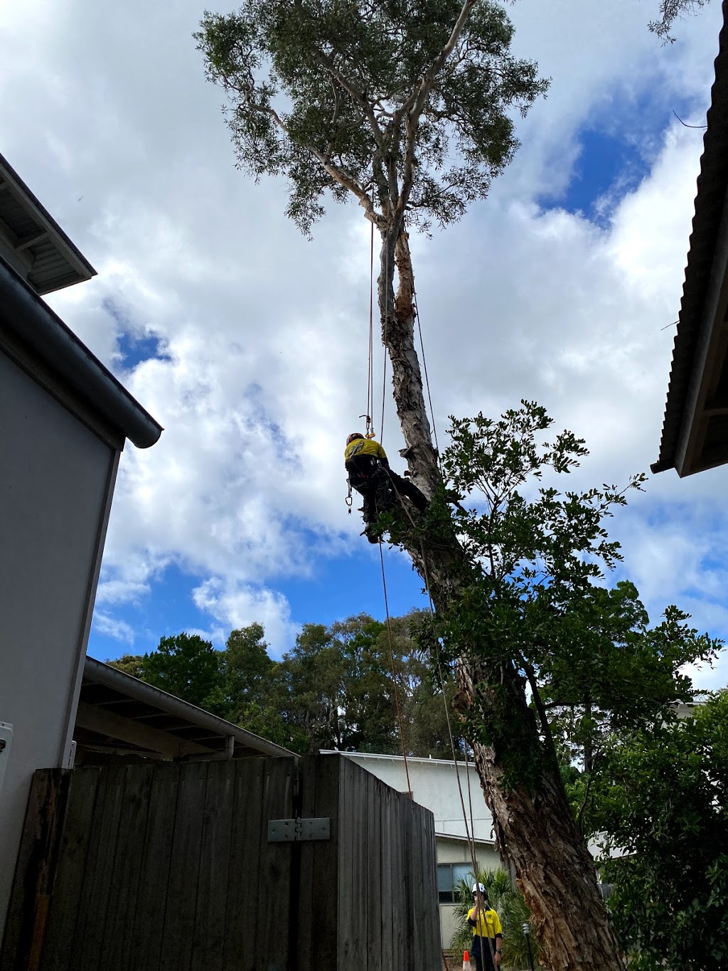 Global Tree Works Pty Ltd | 26 Benson Rd, Gympie QLD 4570, Australia | Phone: 0450 072 628