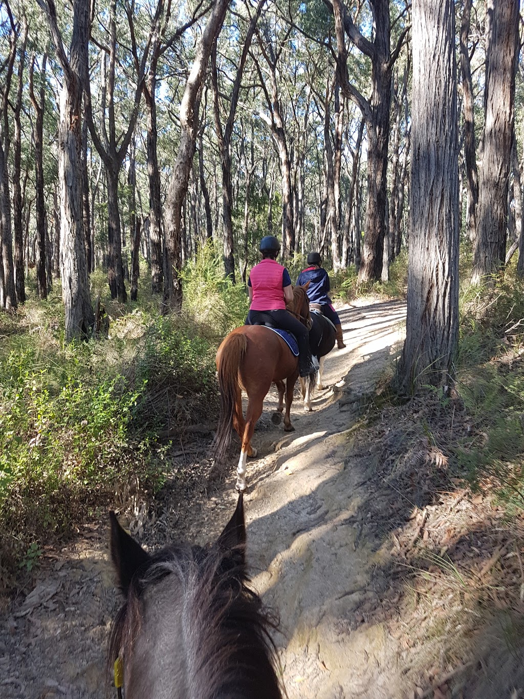 Dandenong Ranges Horse Trail Rides | travel agency | 205 Sheffield Rd, Melbourne VIC 3137, Australia | 0397283502 OR +61 3 9728 3502