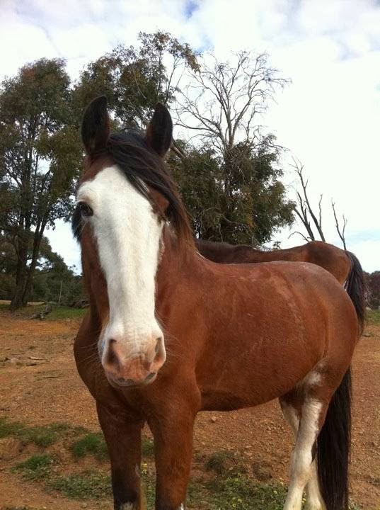 Pretty Sally Riding Ranch | 750 Union Ln, Bylands VIC 3764, Australia | Phone: (03) 5782 2234