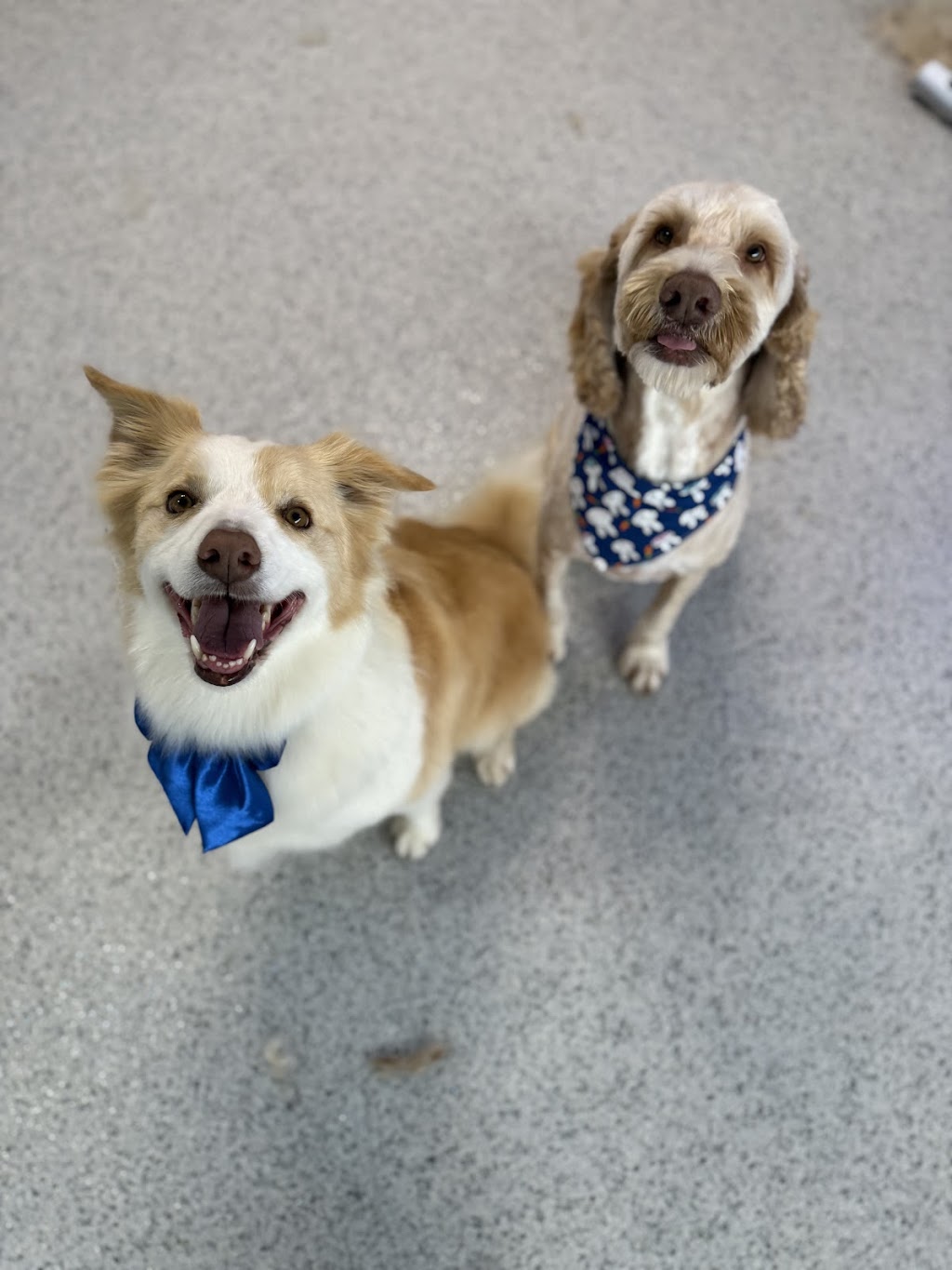 Bears Barking Lot | 24 Mahogany Dr, Plainland QLD 4341, Australia | Phone: 0458 898 973