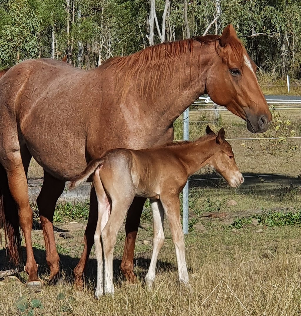 HPH Horses |  | 46 Mulara Rd, Bondoola QLD 4703, Australia | 0423827089 OR +61 423 827 089