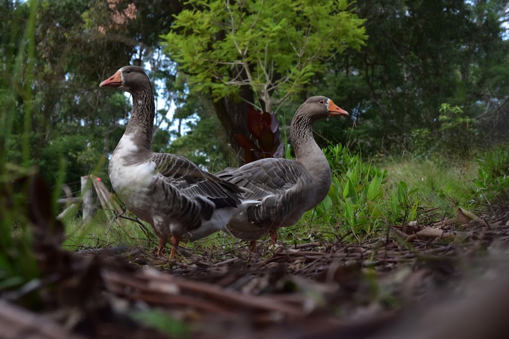 Bawley Ridge Farm & Cottage | 239 Old Princes Hwy, Termeil NSW 2539, Australia | Phone: 0415 300 505