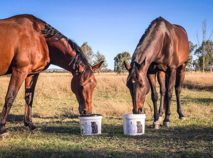 High Horse Performance | 77-79 Buckley Grove, Moolap VIC 3224, Australia | Phone: (03) 4239 0866